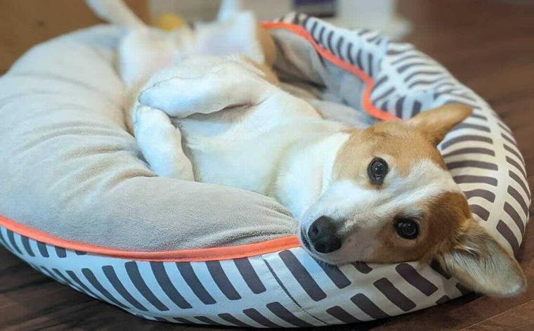 おしゃれでかわいい犬のベッドおすすめ12選！洗えるベッドから噛む場合の対策も紹介